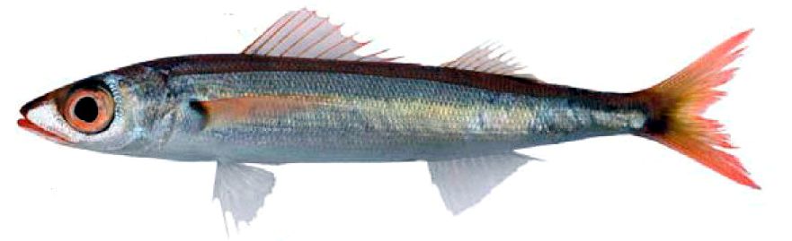 Centracanthus cirrus_011.jpg